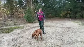 omgaan met onzeker gedrag op een jonge hond