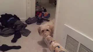 Wrapping Paper Bugle Makes Puppy Go Crazy