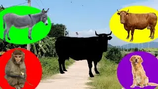 CUTE ANIMALS Cow, Monkey, Donkey, Dog | Cute Animals Video | #cow cow video| Guess Animals Video ||