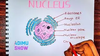 How to draw & label the nucleus