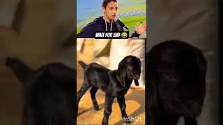 end miss mat karna 😂😂 #funny #comedy #shorts