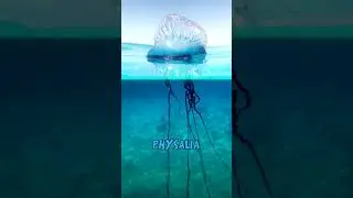 Do NOT Touch The Blue Dragon! What`s Why *Glaucus Atlanticus*