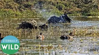 Oriental Darter Fight | SnakeBird | Birds | India