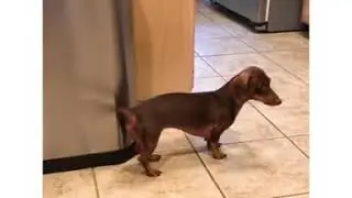 Dog makes beat with it's tail!!!