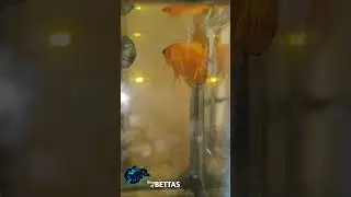 Yellow fccp star ⭐ tail ohmpk #shortvideos #shots   