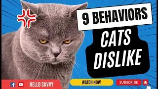 Cat Owners Beware: Things Cats Hate