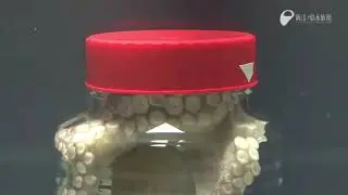Cephalopod Intelligence