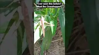 Meet the Nature's Jumper -  Grasshopper - පළඟැටියෙක්! කලින් දැකලා තියෙනවද?  #shorts #nature