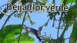 Beija flor verde se alimentando do n&eacute;ctar em p&eacute; mam&atilde;o (Polytmus theresiae)