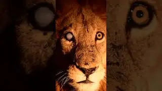 Mapoza Male Lion Warrior | #lion #lions #krugernationalpark #sabisands #viral #animal #wildanimals