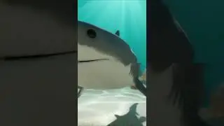 Tiny Fin Dance &mdash; &laquo;Close Pass & Tease