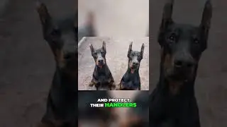 Dobermans: From Police K9 to Therapy Dog &ndash; The Breed's Versatility!