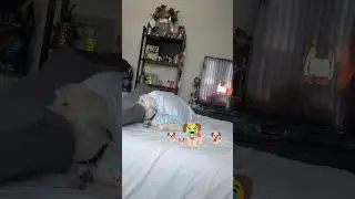 #cute #puppy #cutedog #pets #dogsound #dog #statusgoldmusic #memes #doglover #funny