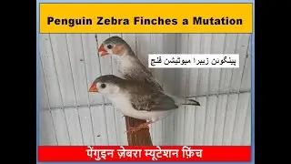 Penguin Zebra Finches Mutation Finch || finches || Wild life Birds || Pets | all birds | bird aviary