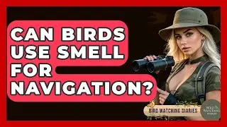 Can Birds Use Smell For Navigation? - Bird Watching Diaries
