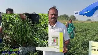 వైరస్ ని తట్టుకునే కొత్త మిరప రకం HPH-1085, సింజెంట