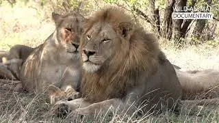 WILD KALAHARI ｜ Challenges In The Land Of Predators ｜ Wild Animal Documentary p2OIbRKRje8 part1