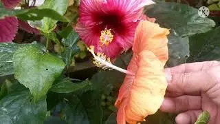 Hybridize Gumamela/Hibiscus Flowers/ Hand Pollinate Hibiscus Flowers with Results/ Simply Gardening
