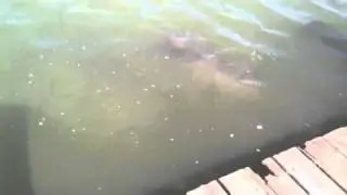 Papa and the porpoise
