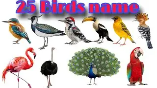 बच्चों के लिए पक्षियों के नाम | Birds name with pictures #birds #birdsnames #kids #video 