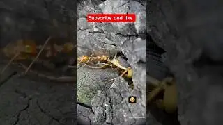#animal #ant🐾🐜🐞