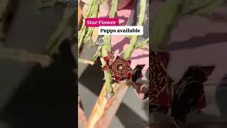 Star flowers available ❤️ #rtvneelowal #shorts #shortsfeed #flowers #starflower #cactus