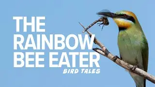 Худший кошмар пчелы &mdash; Радужный пчелоед | Bird Tales
