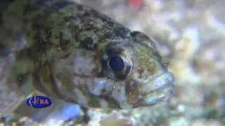 Бычок паганель  Rock goby  Gobius paganellus