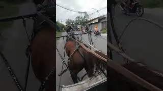 Dokar. Transportasi Unik Wisata Religi Sunan Giri