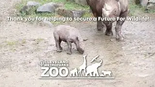 Rhino Calf Name Reveal