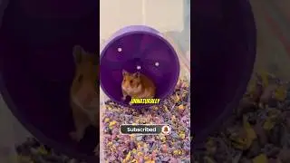 Безопасно ли ваше колесо для хомяка? 🐹