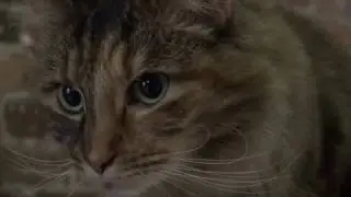 Cat Cafe Melbourne video story by Shiamak Unwalla