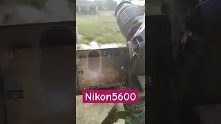 Nikon d5600 With zoomlense 70-300 #photography #shorts #shortvideo #nikon #nikon5600d #youtubeshorts
