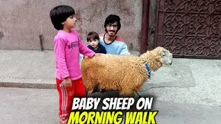 Baby Sheep Ko Morning Walk Pe Le Ke Gaye 🐑 Fruits Peel Khilaya 