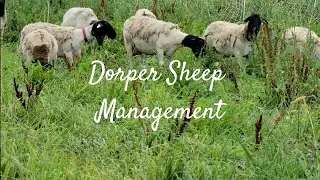Dorper Sheep/ Pasture ManagementBrees for Profit