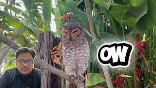 Animal Metaphor in Accounting