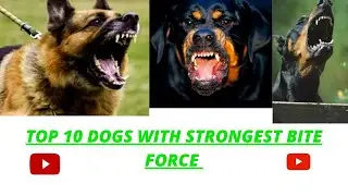 TOP 10 DOGS WITH STRONGEST BITE FORCE .. #ELITEDOGS