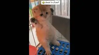#cute #cat #amazing #animalfriendship #animals #animalsofig #cat 🤣🤣🤣