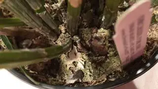 Help! I my orchids got snail attacks.what should I do now.