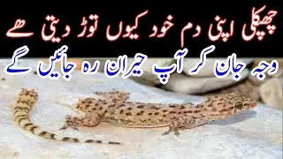 Why lizard tail cut off | Lizard dropping tail video | Yasi Official Tv