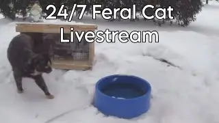 Scho's Outdoor Feral Cats - Live 24/7
