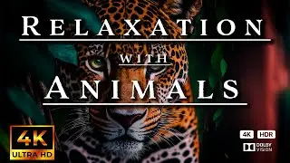 30-Minute Beautiful Relaxation Music for stressrelief, sleep, meditation, yoga, chill, meditation