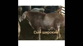 Арашан кочкорлор