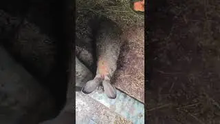 Содержание кроликов вольере Обзор.