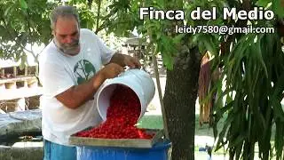 Video # 74  Apoyo para la peque&ntilde;a finca familiar-