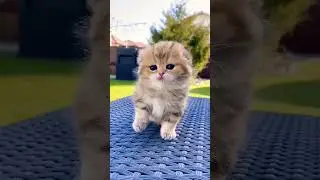 cute kitten😍#shorts #cutebabycats #nicecat #shortsvideo #subscribe