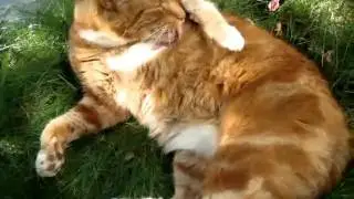 Kittyface
