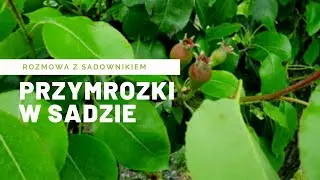 Wizyta w sadzie po przymrozkach. Rozmowa z sadownikiem.