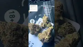 Easy times Amsterdam strain review December 2024