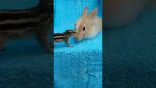 The squirrel is petting the rabbit🥰 #bunny #squirrel #pet #shortsfeed #shorts